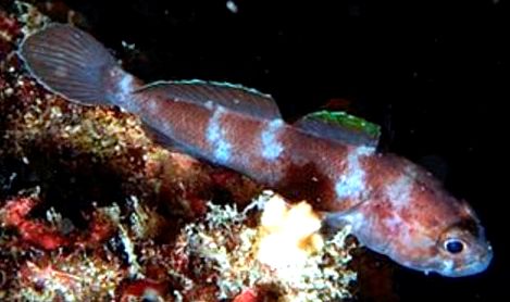 Gobius paganellus_0552212